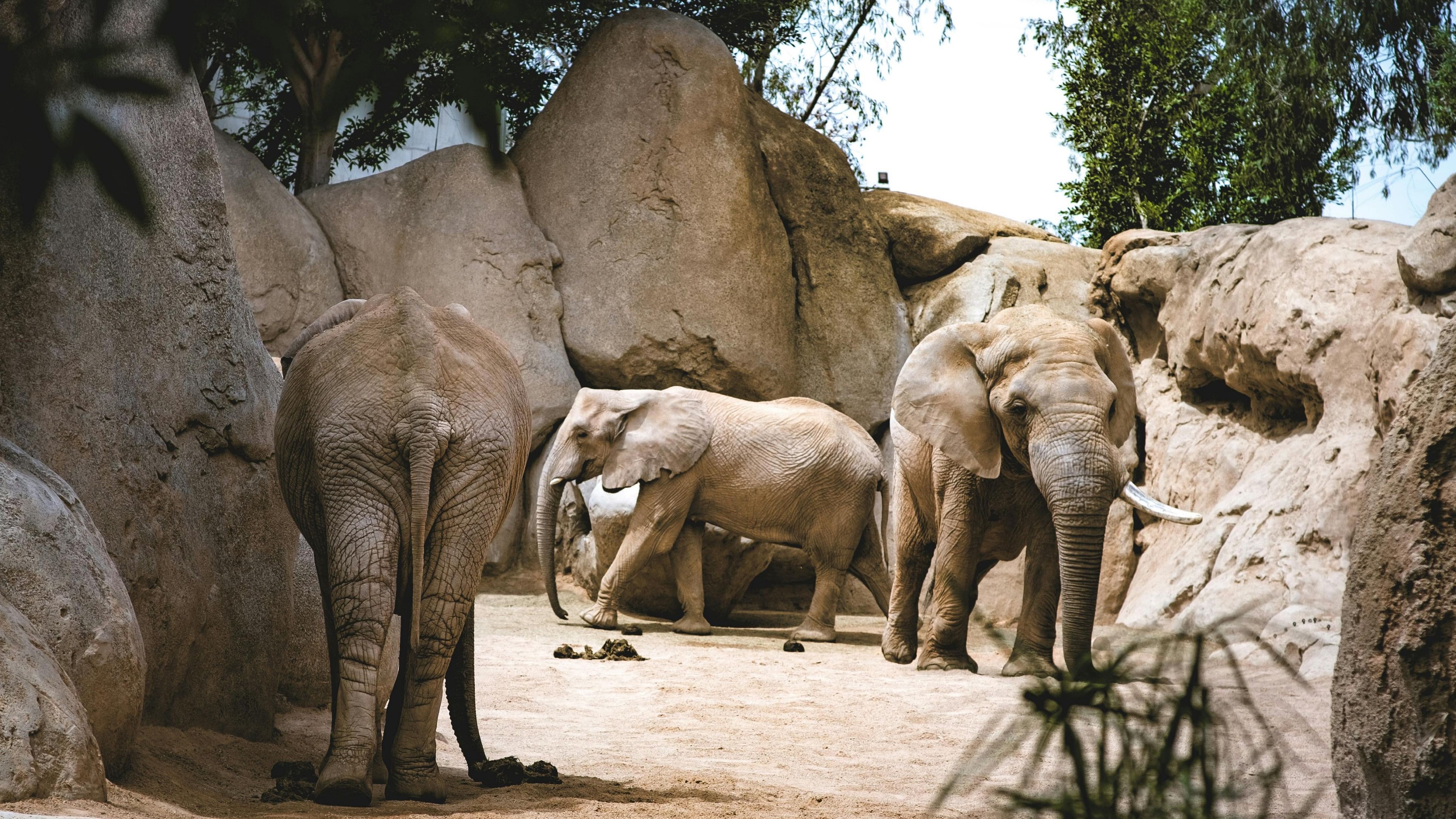 <div class="paragraphs"><p>Vantara opens doors to 3 Elephants from Tunisia.</p></div>