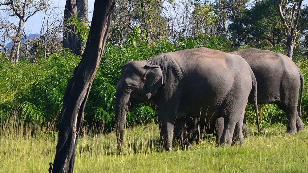 <div class="paragraphs"><p>According to wildlife experts, this is perhaps the first instance in the country where nine wildlife elephant have died in a span of three days.</p></div>