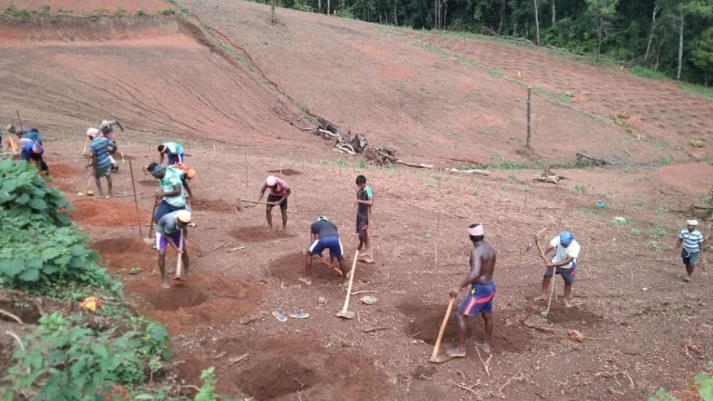 <div class="paragraphs"><p>Landowners engage in farming activities in&nbsp;Batthaguli, in Kundapur taluk.</p></div>