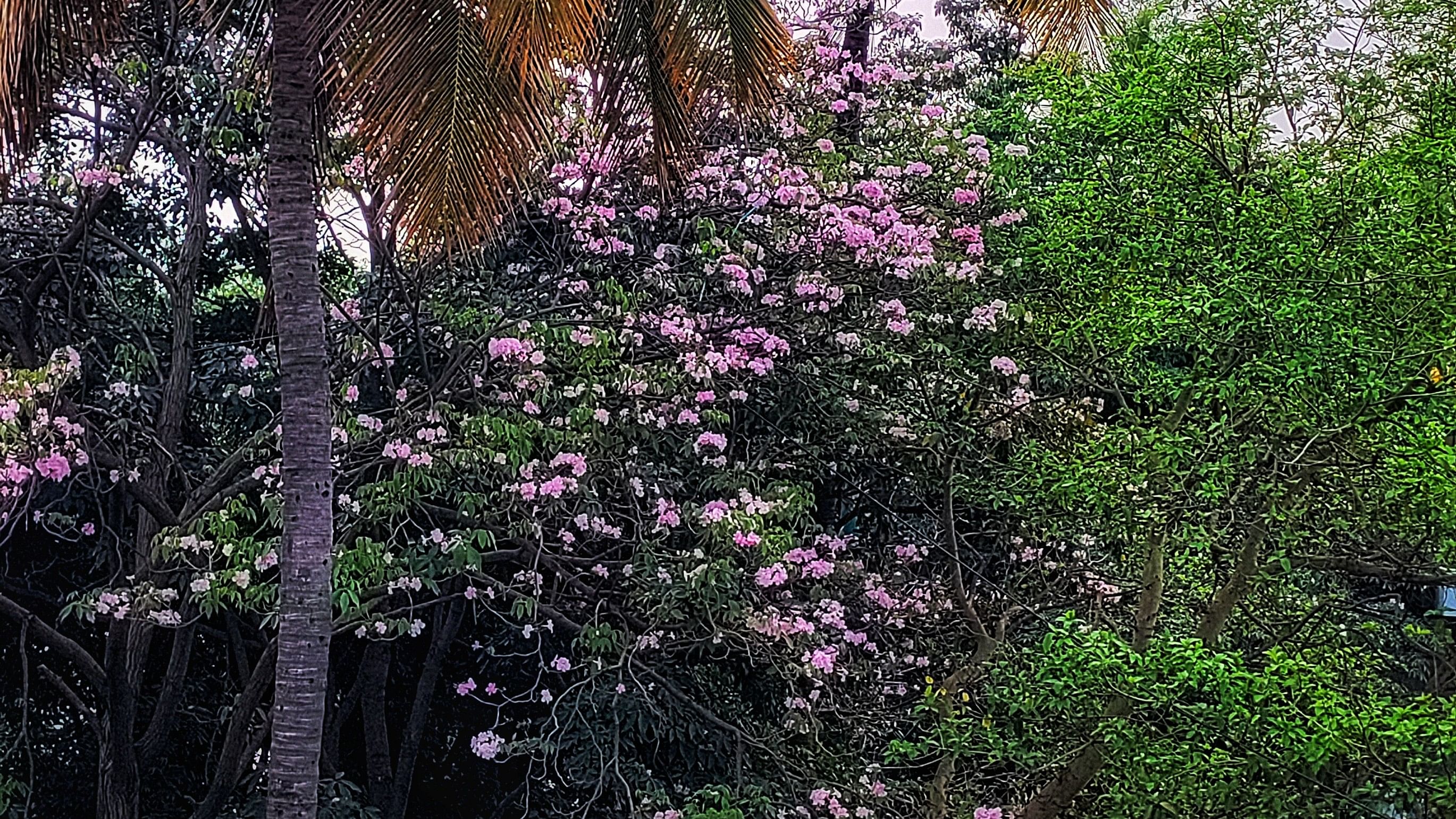 A Tabebuia Rosea tree in full bloom near Benniganahalli Lake. The trees have flowered about five months early.