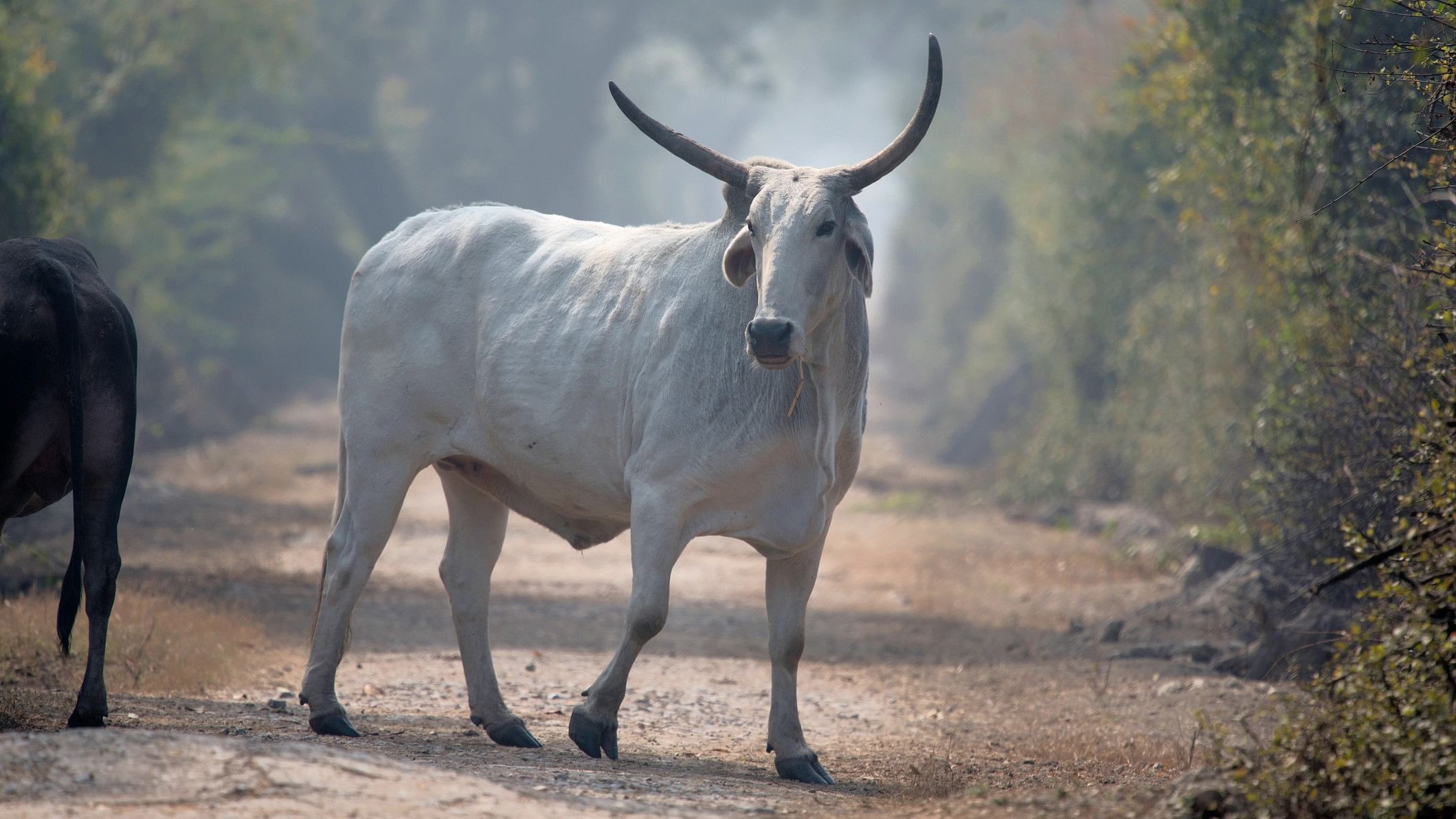 <div class="paragraphs"><p>Representative image showing a bull.</p></div>