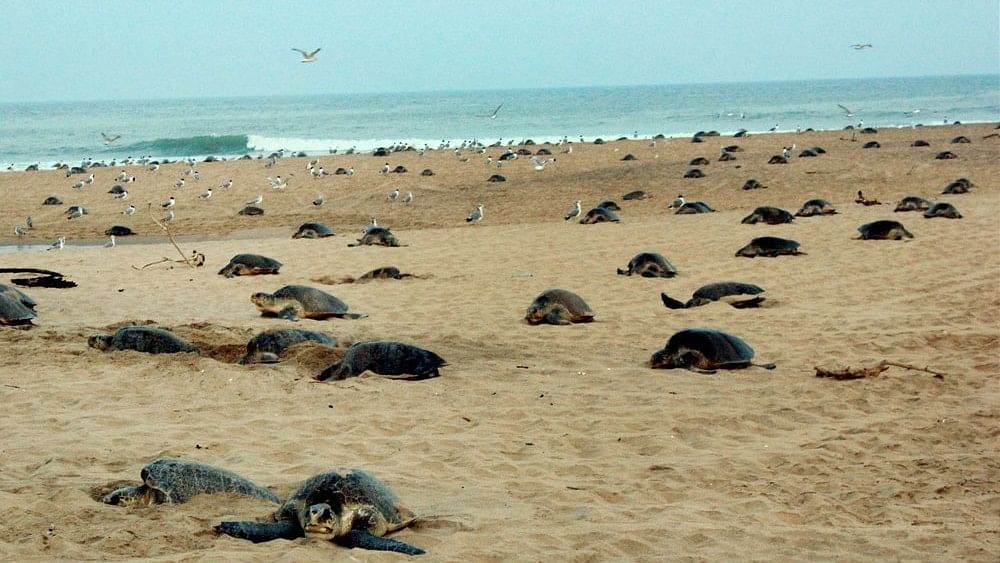 <div class="paragraphs"><p>Olive Ridley turtles nest their eggs.  </p></div>