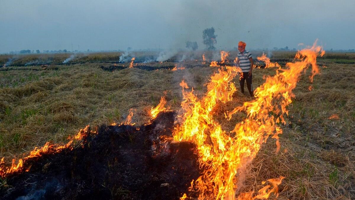 <div class="paragraphs"><p>A farmer burns stubble (parali) after to remove paddy crop residues from a field on the outskirts of Amritsar, Thursday, Nov. 2, 2023. Surge in farm fires in Punjab and Haryana lead to a spike in the pollution levels in the Delhi-NCR region.</p></div>