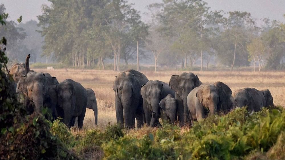 <div class="paragraphs"><p>On October 29, four elephants were found dead in Bandhavgarh Tiger Reserve in Umaria district. Later, the death toll increased to ten.</p></div>