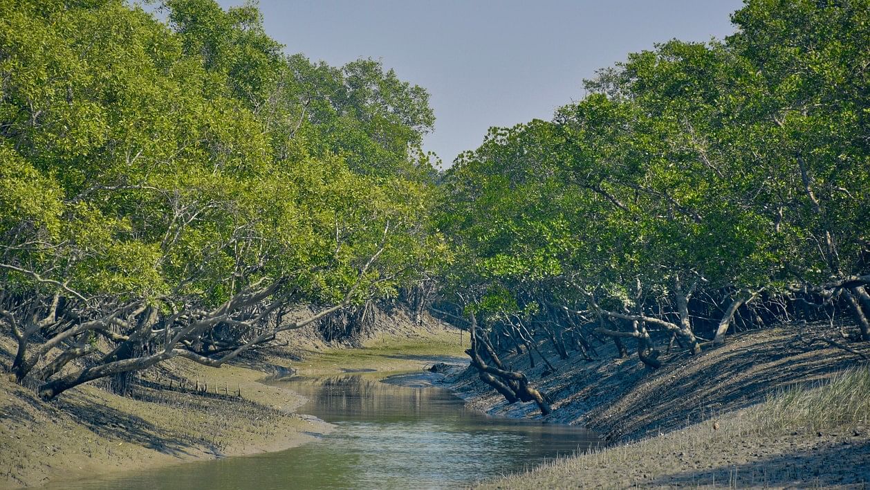 <div class="paragraphs"><p>Representative image of mangroves</p></div>