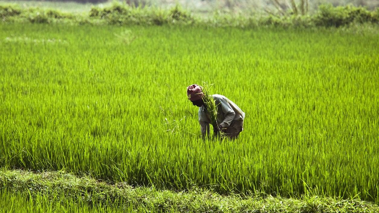 <div class="paragraphs"><p>Representative image of a farmer</p></div>