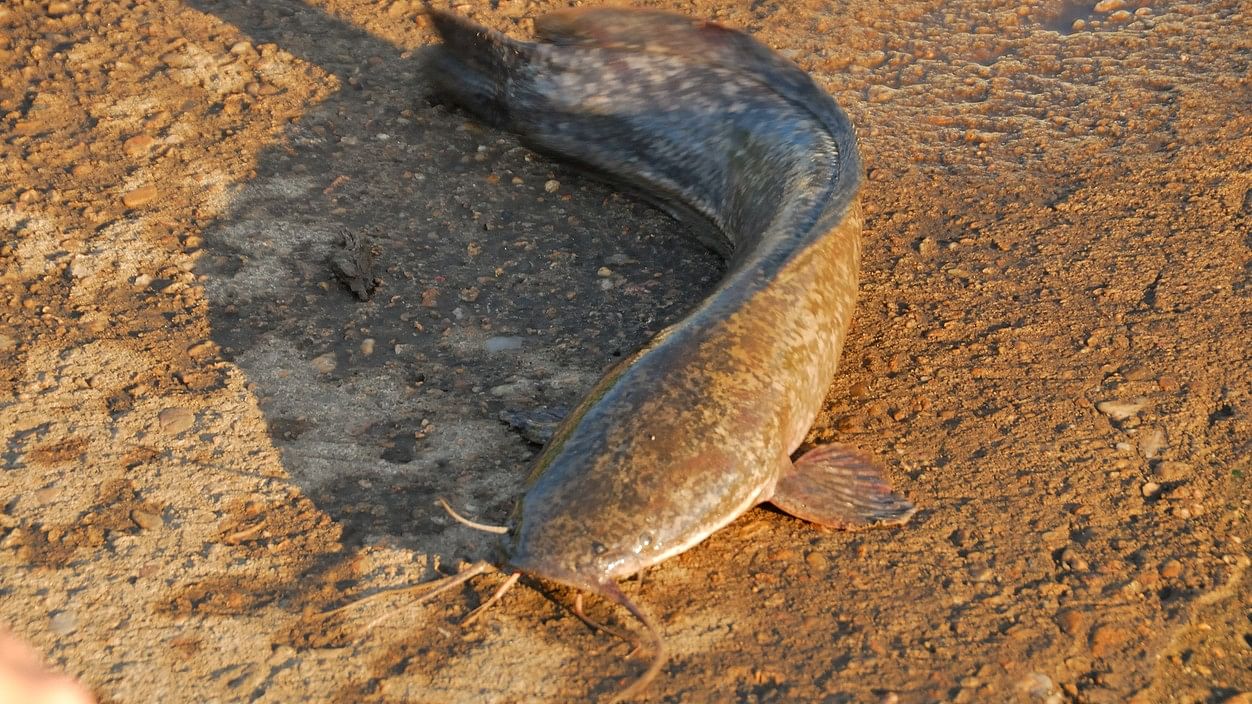 <div class="paragraphs"><p>Photo of an African catfish. (Representative image)</p></div>