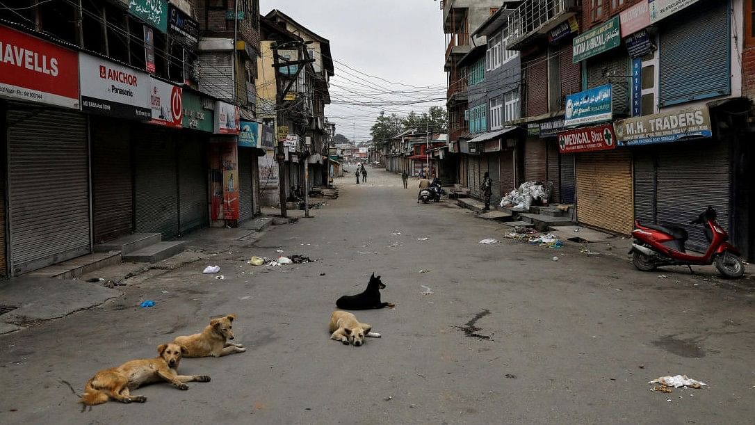 <div class="paragraphs"><p>Dogs rest on an empty street in Srinagar. (Representative image)</p></div>