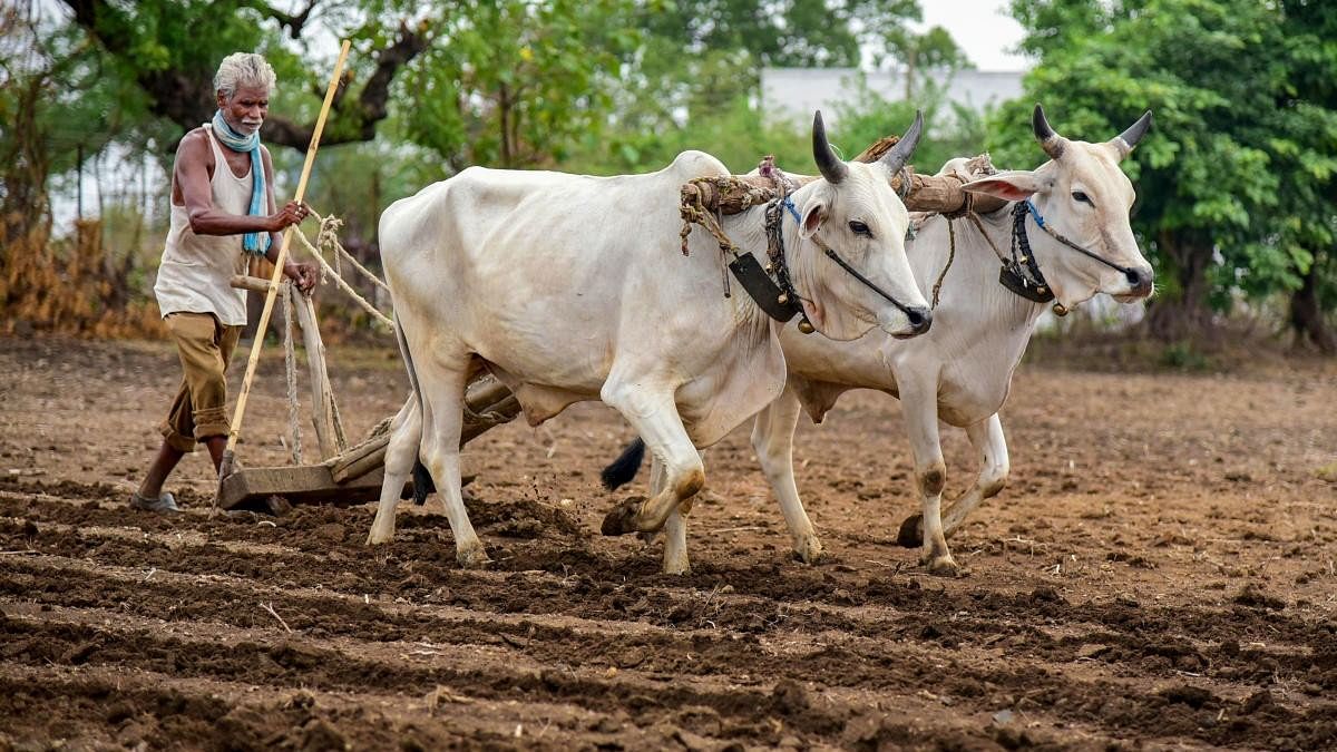 <div class="paragraphs"><p>File photo of a farmer ploughing his field at a cotton plantation, in Hingna village near Nagpur.&nbsp;</p></div>