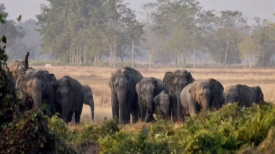 <div class="paragraphs"><p>Representative image showing elephants.</p></div>