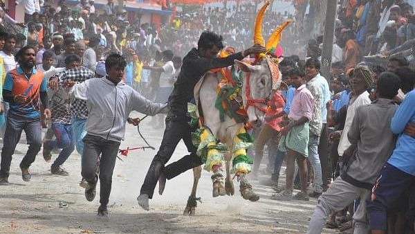 <div class="paragraphs"><p>An image from the bull taming (Kobbari hori) event from 2018.</p></div>