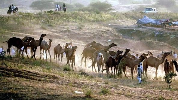 <div class="paragraphs"><p>Camel herders with their livestock arrive to attend the annual Pushkar Camel Fair 2024, in Pushkar, Rajasthan.</p></div>