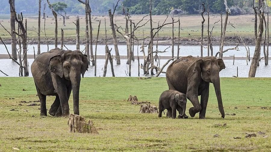 <div class="paragraphs"><p>A representative image showing elephants.</p></div>