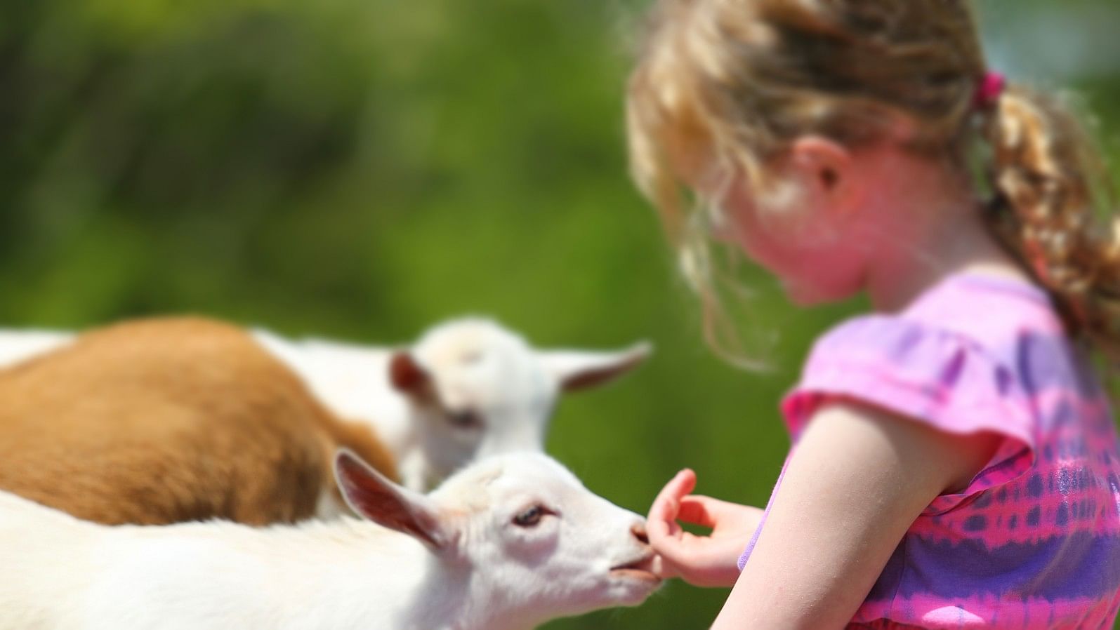 <div class="paragraphs"><p>Representative image showing a girl with a goat</p></div>