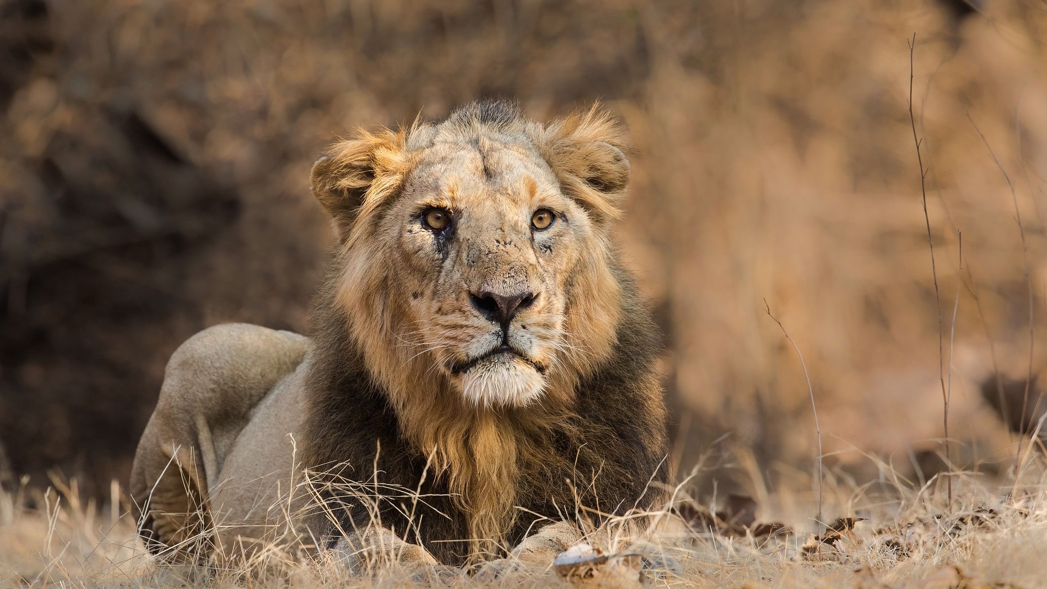 <div class="paragraphs"><p>Representative image showing a male Asiatic lion</p></div>