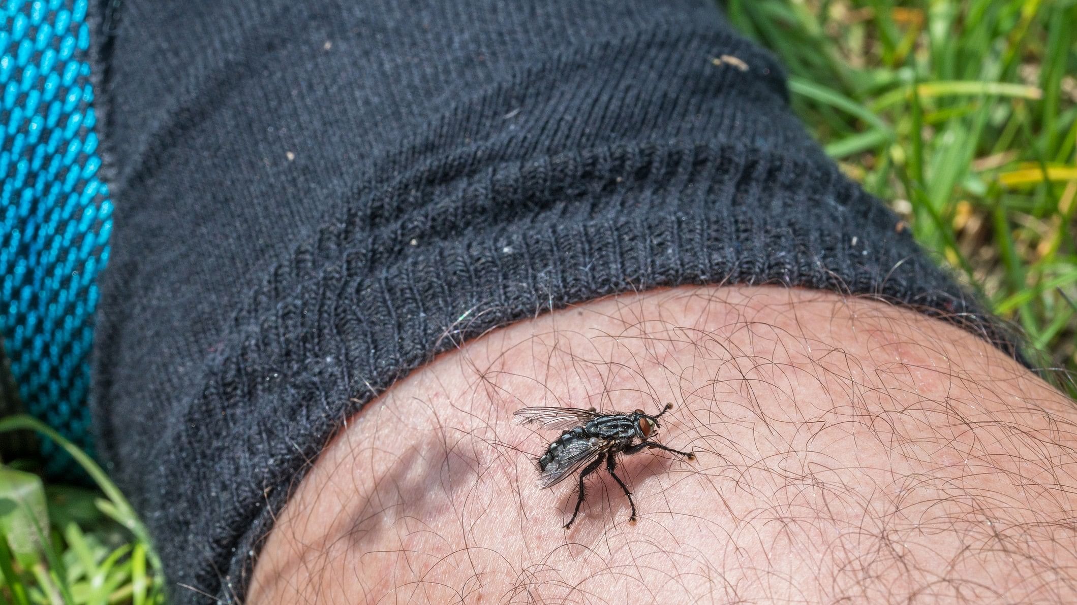 <div class="paragraphs"><p>Representative image showing a fly on a person's hand.</p></div>