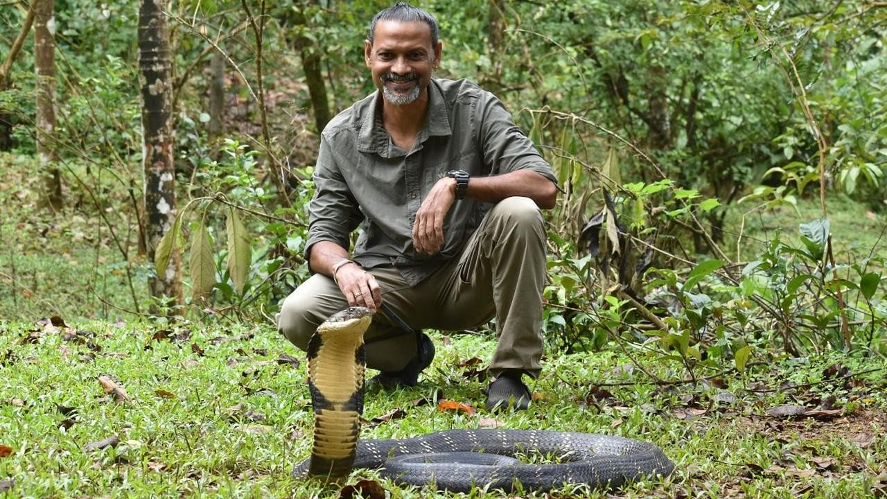 <div class="paragraphs"><p>Wildlife biologist&nbsp;Gowri Shanker&nbsp;with a King Cobra during one of his field visits in Western Ghats.</p></div>