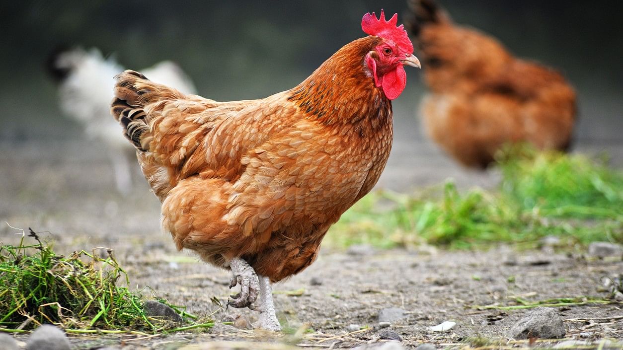 <div class="paragraphs"><p>Representative image of a chicken</p></div>