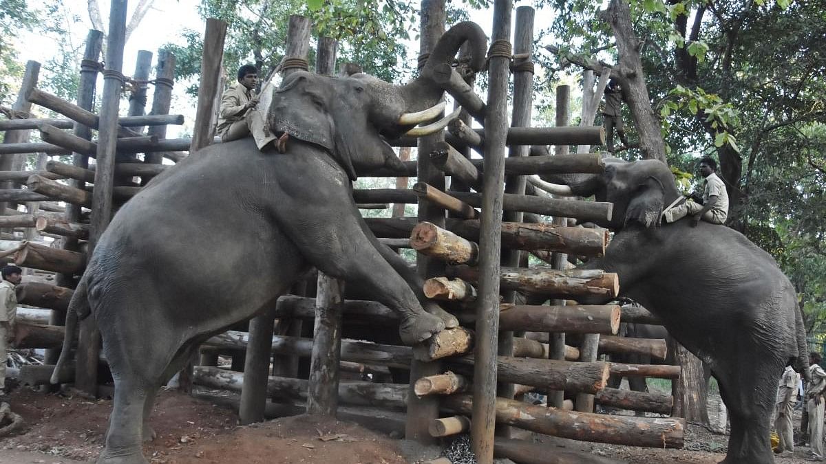 A file photo of elephants undergoing training in a kraal at the Sakrebailu camp near Shivamogga. 