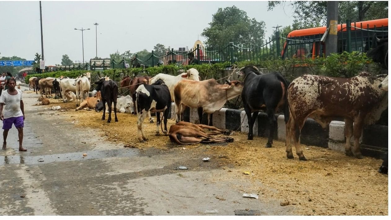 <div class="paragraphs"><p>A total of 1.5 crore households in Karnataka will be covered under the 21st Livestock Census in which enumerators, armed with a mobile app, will carry out a headcount of domesticated animals as well as stray cattle and dogs. </p></div>