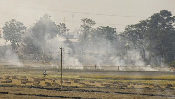 <div class="paragraphs"><p>A farmer burns paddy stubble in a field, on the outskirts of Jalandhar, Monday, Nov. 4, 2024. </p></div>