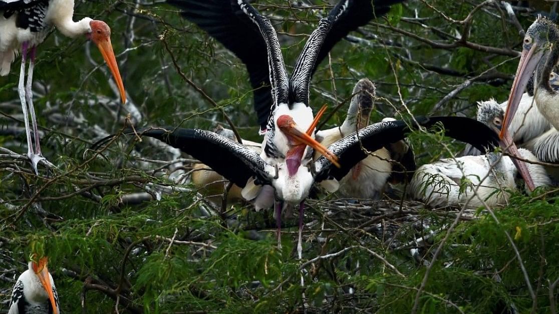 <div class="paragraphs"><p>One of the last remaining natural habitats in Chennai, Pallikaranai is home to 164 species of plants, 190 birds, 10 mammals, 21 reptiles, 10 amphibians, 50 fishes, 14 butterflies, 73 phytoplanktons, and 20 dragonflies, among others.</p></div>