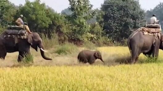 <div class="paragraphs"><p>An elephant calf being rescued by forest department personnel, using elephants, after it wandered away following the reported death of its mother along with nine other elephants in Bandhavgarh Tiger Reserve of Madhya Pradesh.</p></div>