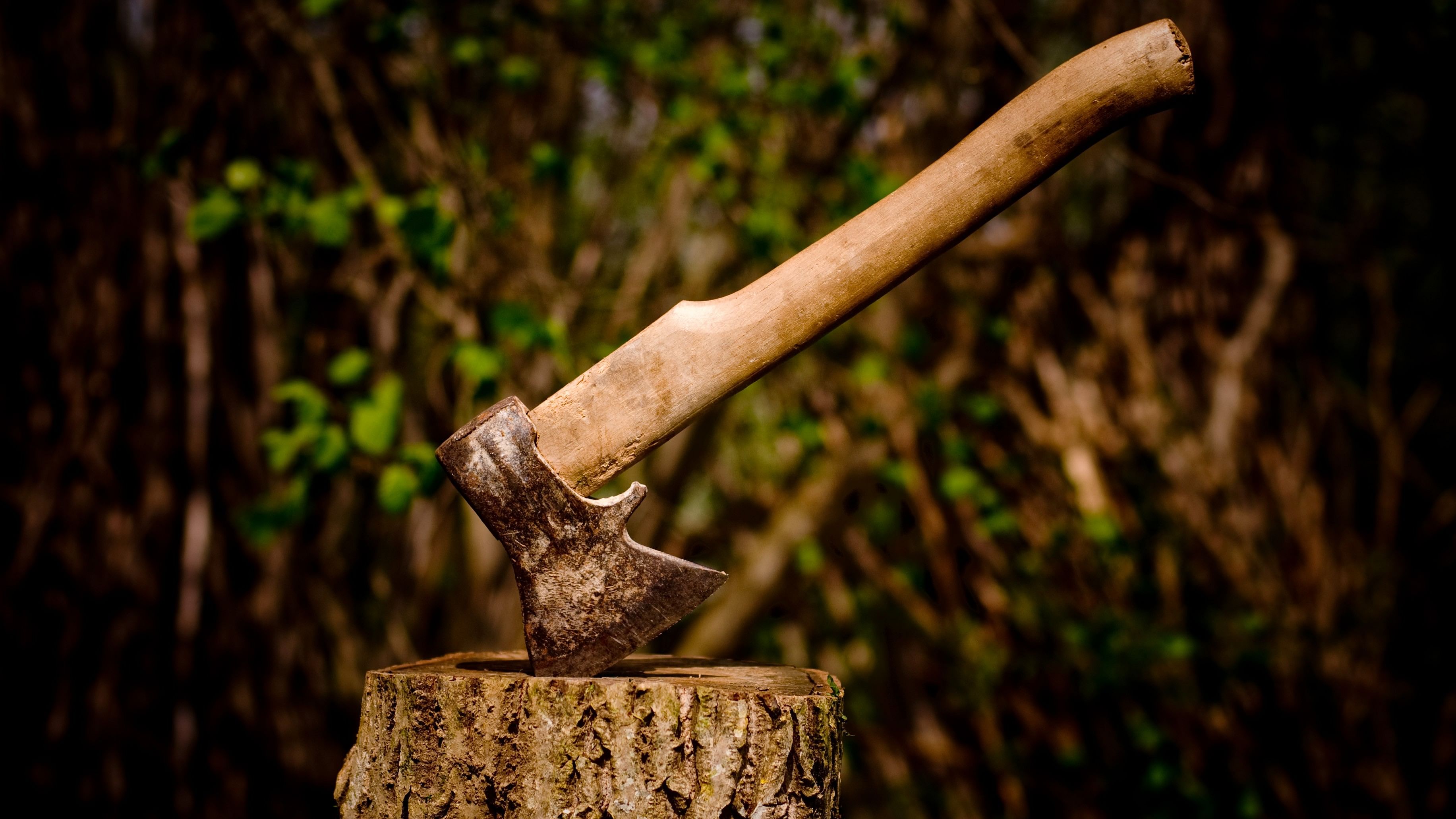 <div class="paragraphs"><p>Representative image showing a tree being cut.</p></div>