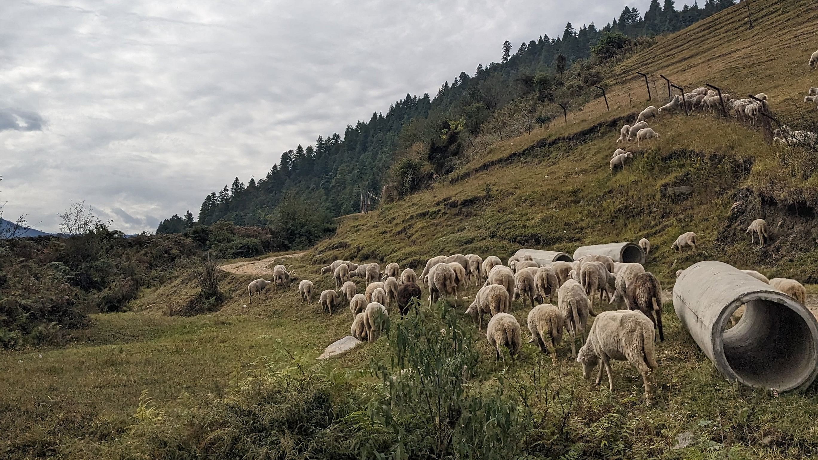 <div class="paragraphs"><p>A herd of sheep at the sheep farm in Sangti Valley.</p></div>