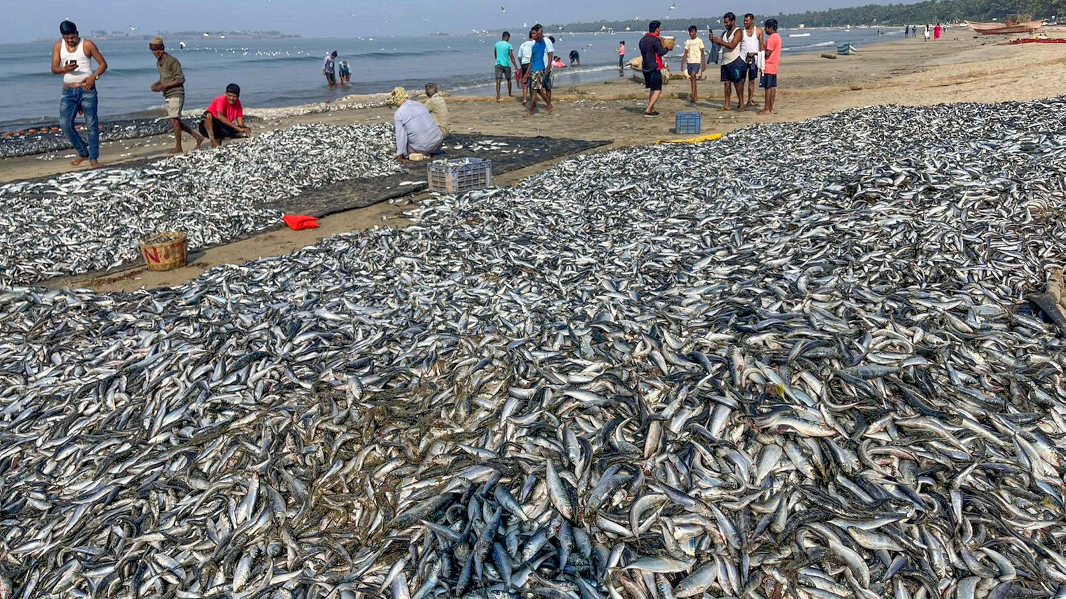 <div class="paragraphs"><p>Even trawlers have witnessed a decline in the production of fish like Indian oil sardine and Hilsa, which until recent years, were found abundantly in the Arabian Sea and Bay of Bengal.</p></div>