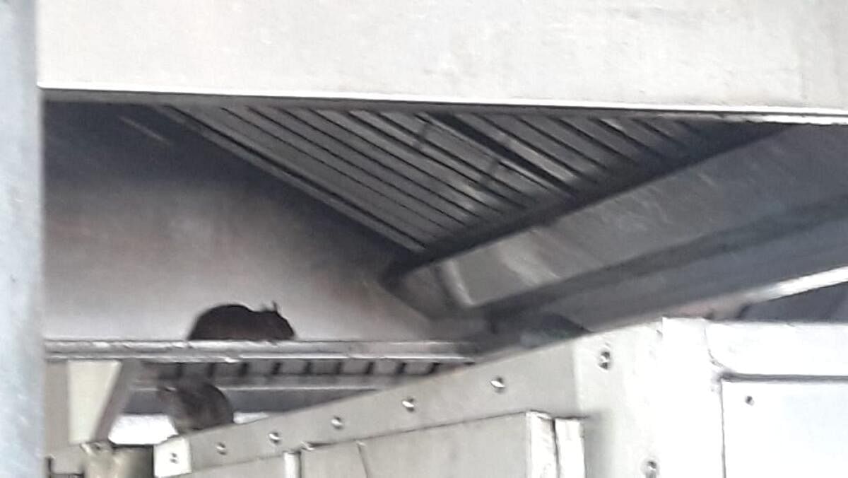 <div class="paragraphs"><p>Rats seen above an idli stand and in an exhaust duct.</p></div>