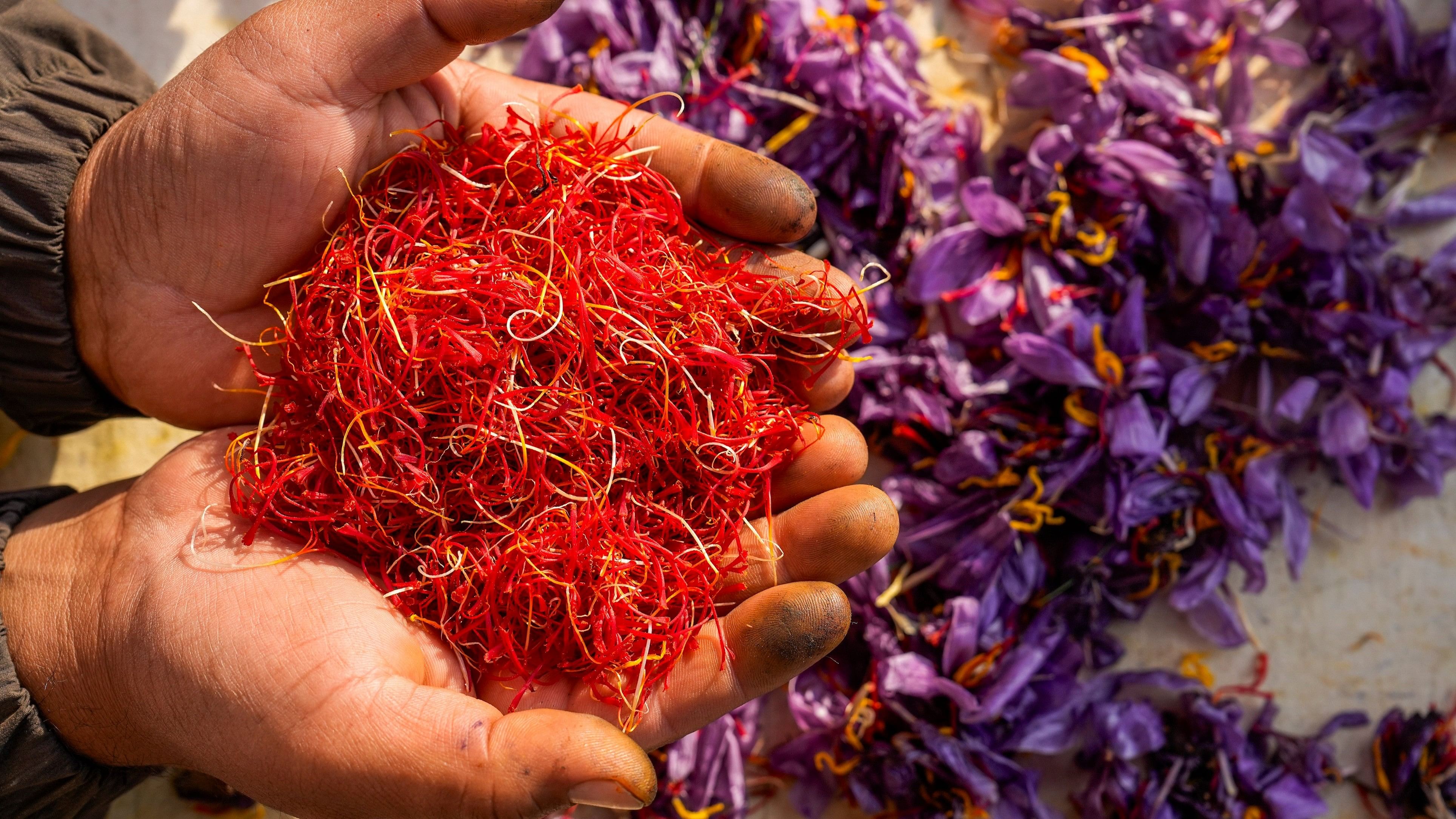 <div class="paragraphs"><p>A farmer shows saffron strands separated from freshly harvested flowers on October. 31, 2024. Kashmiri saffron, one of the world's most expensive spices, priced at Rs 3.5 to 3.6 lakh per kg in the wholesale market and Rs 4.9 to 5 lakh per kg in retail, is famous worldwide due to its quality. </p></div>