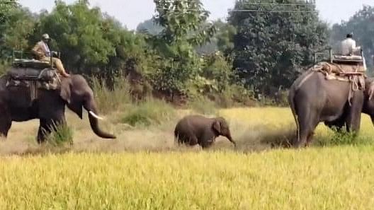 <div class="paragraphs"><p>An elephant calf being rescued by forest department personnel, using elephants, after it wandered away following the reported death of its mother along with nine other elephants in Bandhavgarh Tiger Reserve of Madhya Pradesh, in Umaria, MP.&nbsp;</p></div>