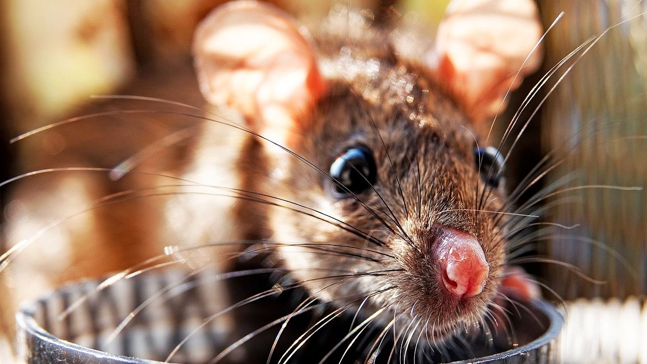 <div class="paragraphs"><p>Representative image showing rat in front of food</p></div>