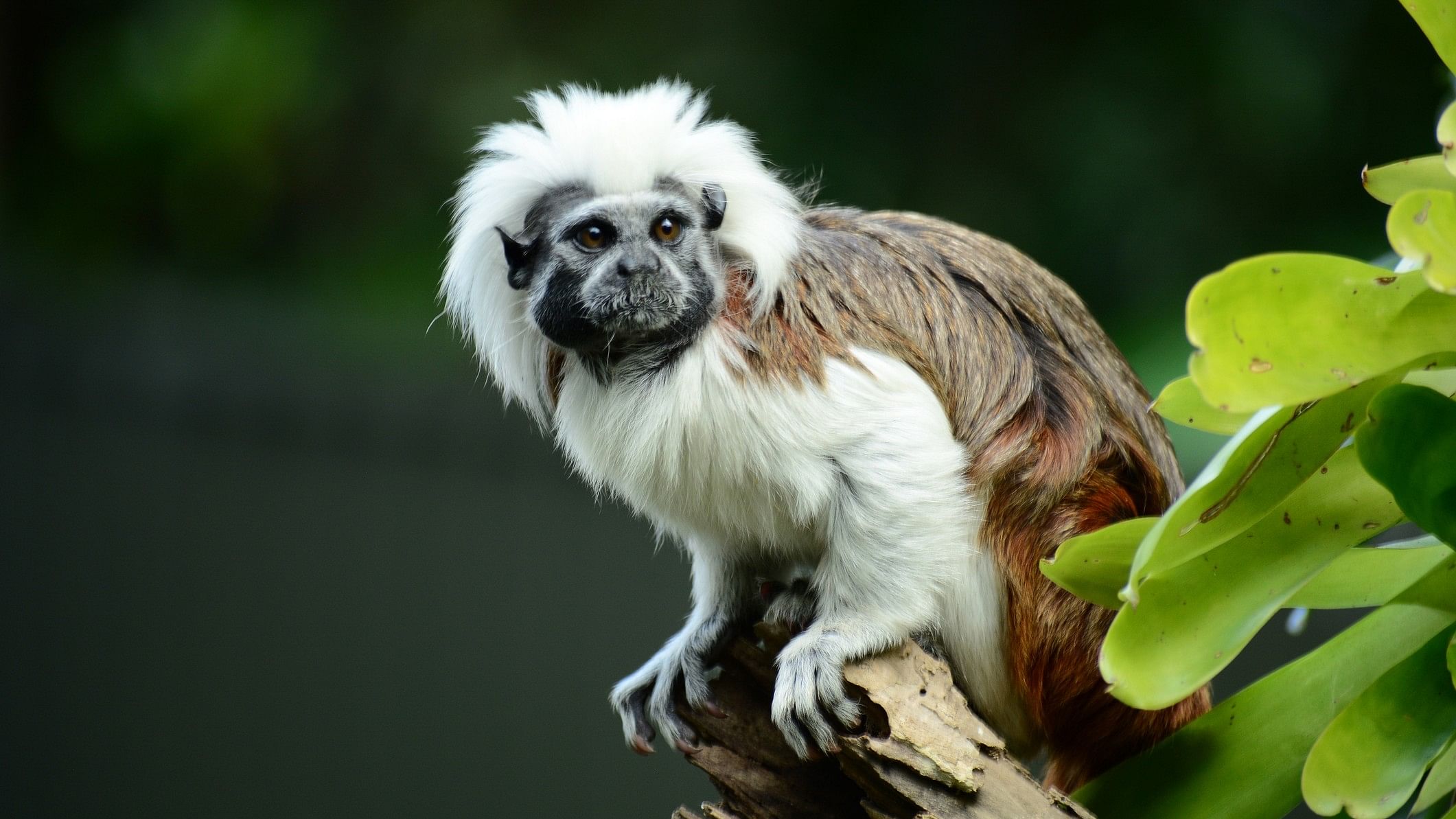 <div class="paragraphs"><p>Image showing a Cotton Top Tamarin, one of the seven species of primates housed in the new enclosure at the Nandankanan Zoological Park in Odisha.</p></div>