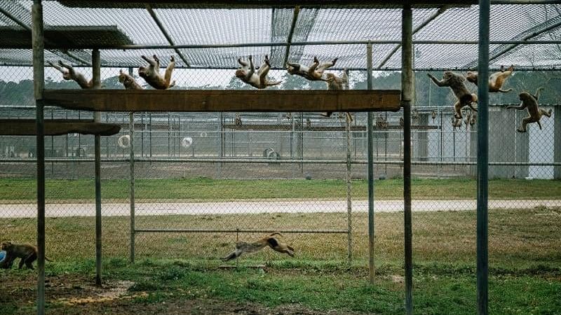 <div class="paragraphs"><p>Dozens of rhesus macaques made a break for it Wednesday after a caretaker at the research center, Alpha Genesis, failed to latch the door behind her after feeding the 50 monkeys and cleaning their enclosure.</p></div>