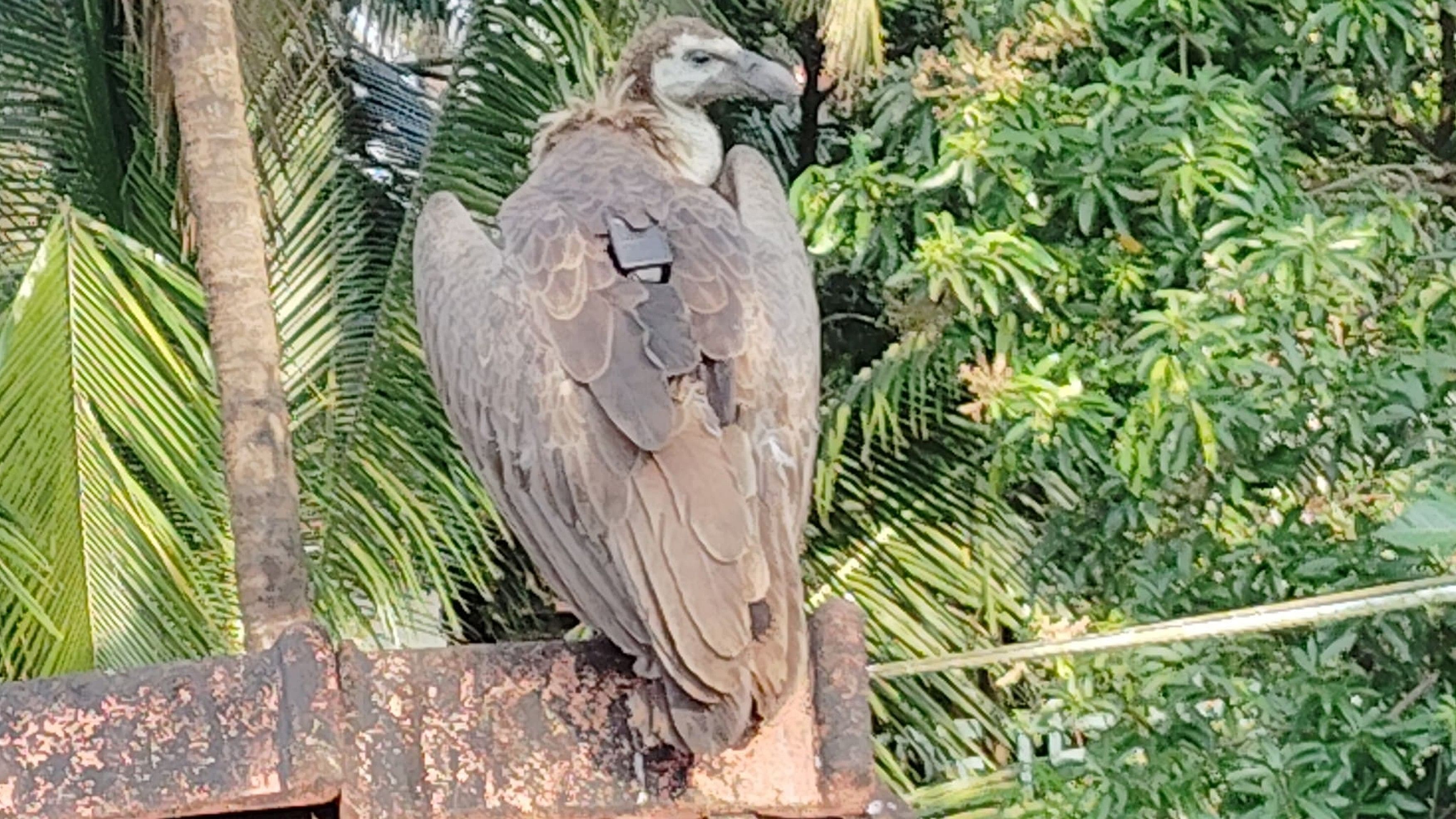 A transmitter is attached to the back of the White-rumped vulture seen sitting on a rooftop at Nadivada near Karwar.