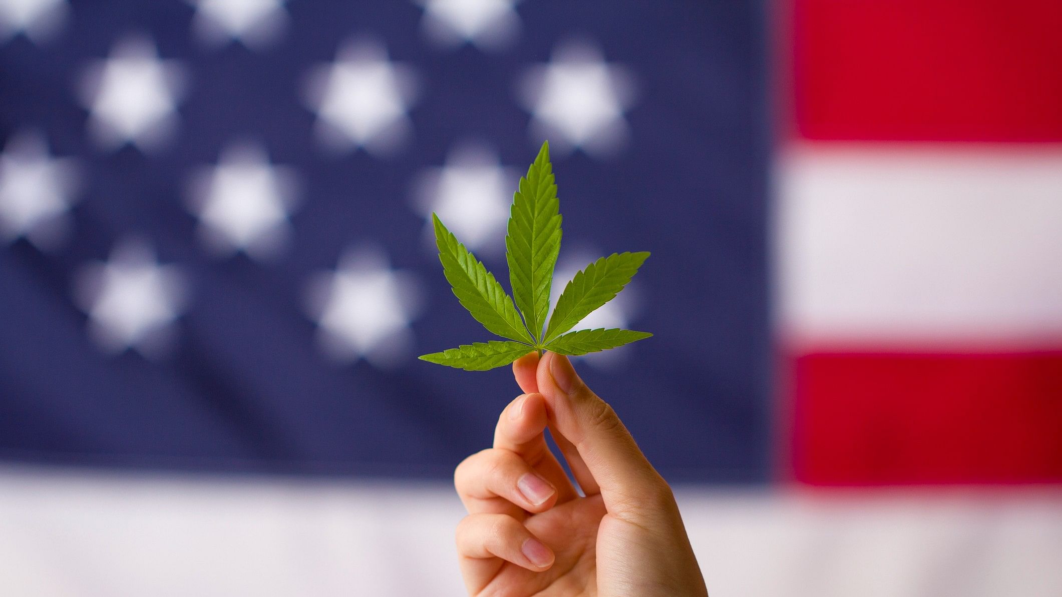 <div class="paragraphs"><p>Image showing a cannabis plant leaf with the US flag in the background. For representational purposes.</p></div>