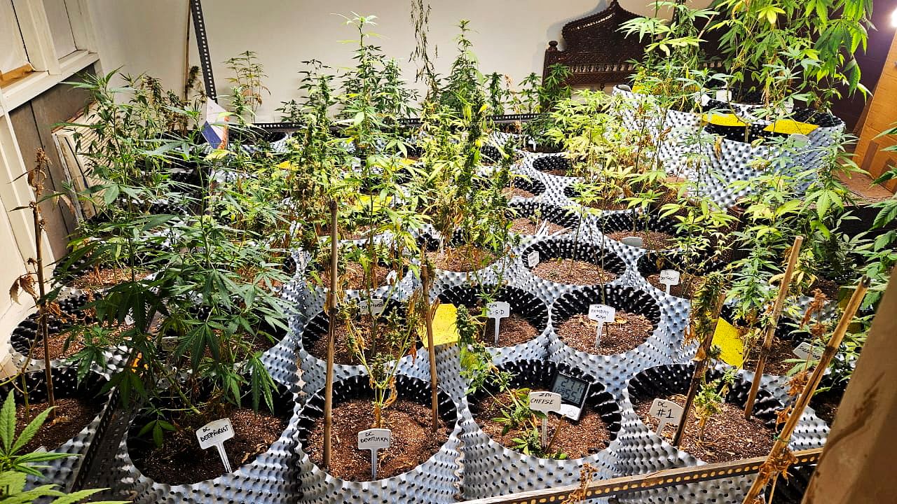 <div class="paragraphs"><p>Cannabis plants that being cultivated at an apartment, in Greater Noida. A resident here was arrested for growing cannabis at his apartment on Tuesday.</p></div>