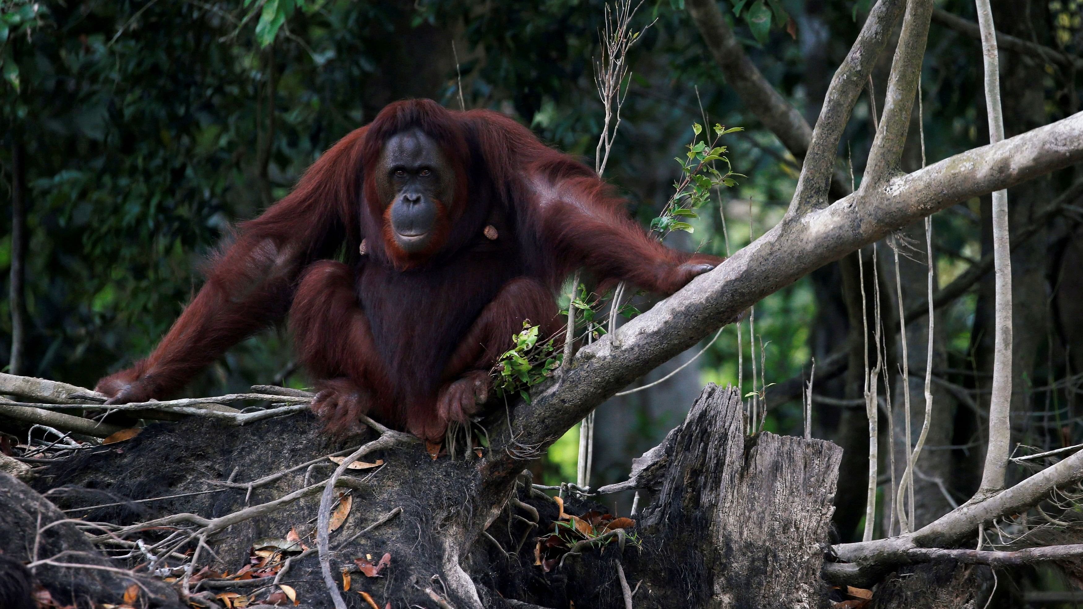 <div class="paragraphs"><p>The Orangutan, along with the seized reptiles, will be kept under the supervision of wildlife experts (Representative image)&nbsp;</p></div>