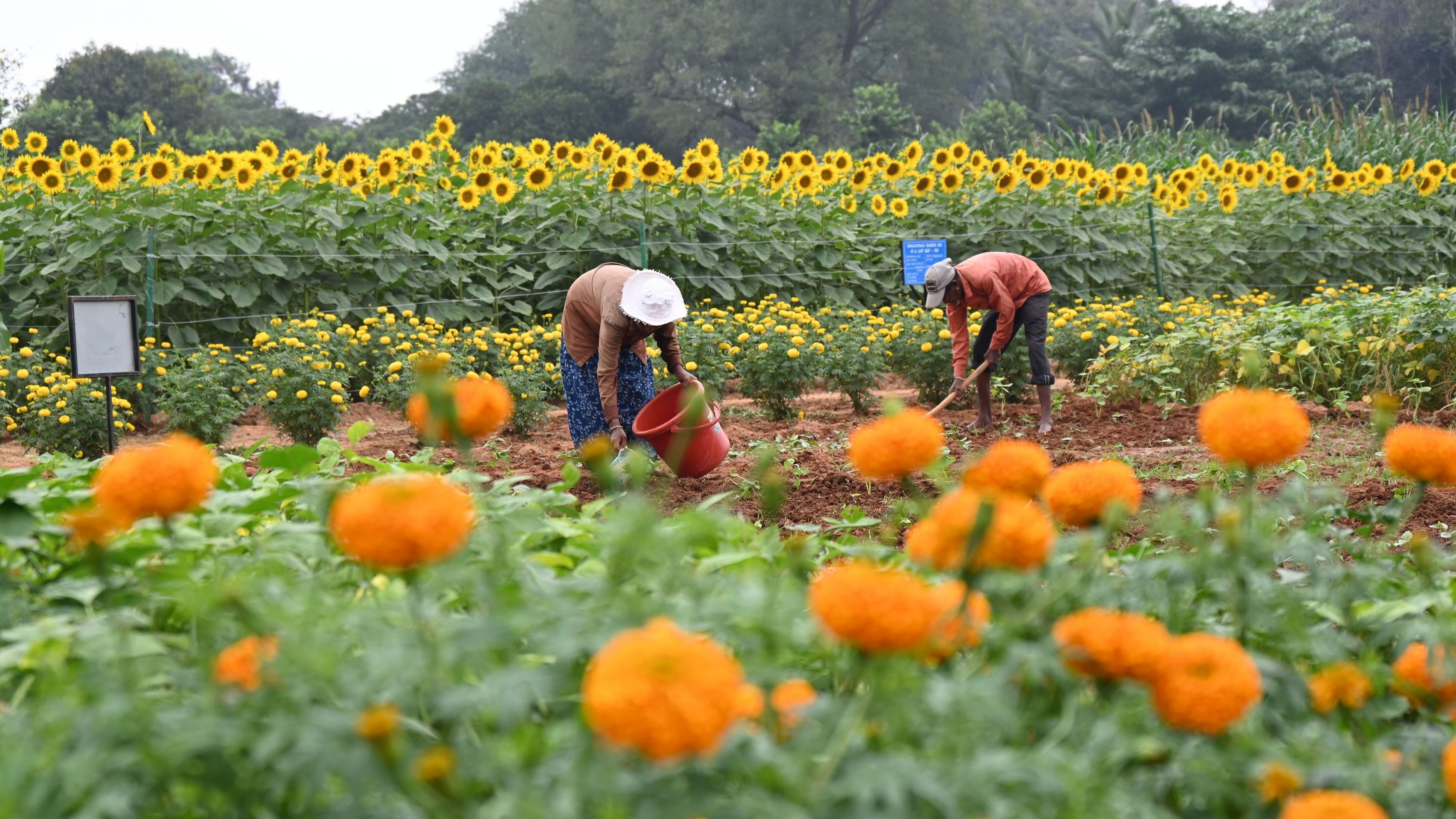 <div class="paragraphs"><p>Preparations on for Krishi Mela 2024 at GKVK in Bengaluru on Tuesday. </p></div>