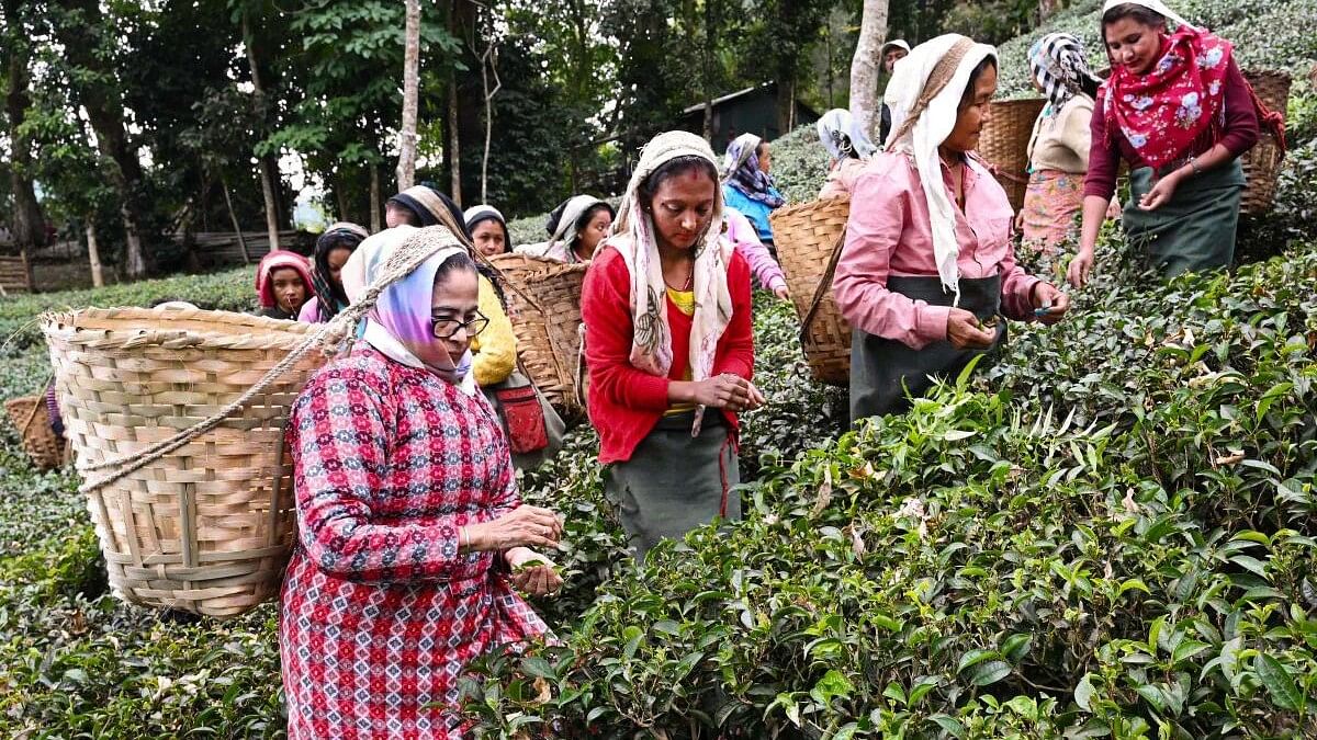 <div class="paragraphs"><p>A file image of Mamata Banerjee during her visit to the Makaibari Tea Estate at Kurseong in Darjeeling.&nbsp;</p></div>