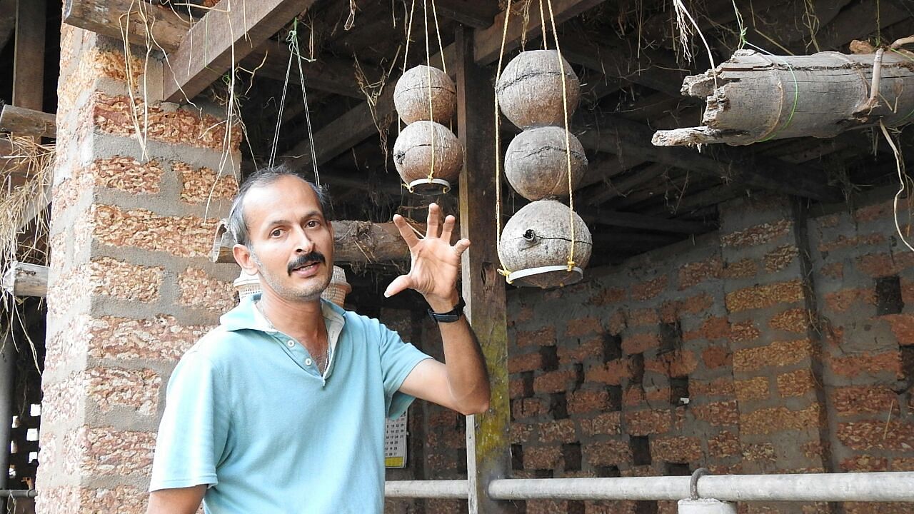 <div class="paragraphs"><p>Apiarist Venkatakrishna Bhat stands beside stingless beehives in coconut shells.</p></div>