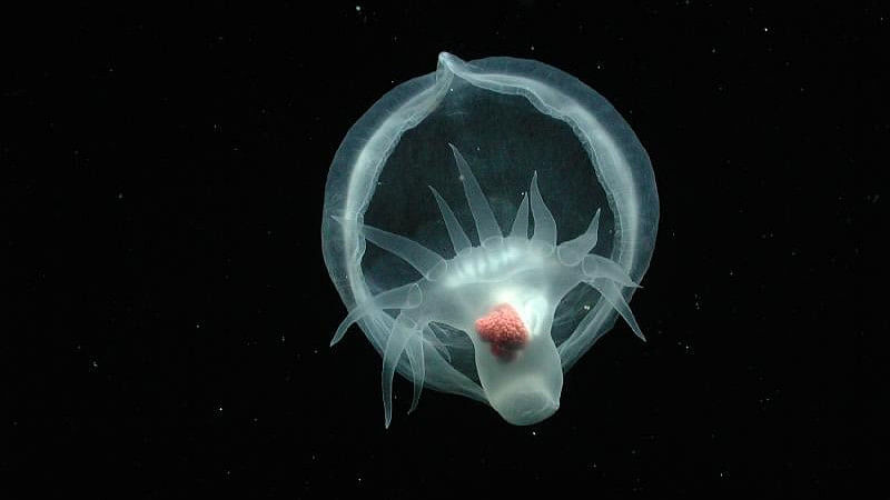 <div class="paragraphs"><p>'Devious' New Deep Sea Creature Hid Its Identity From Scientists</p></div>