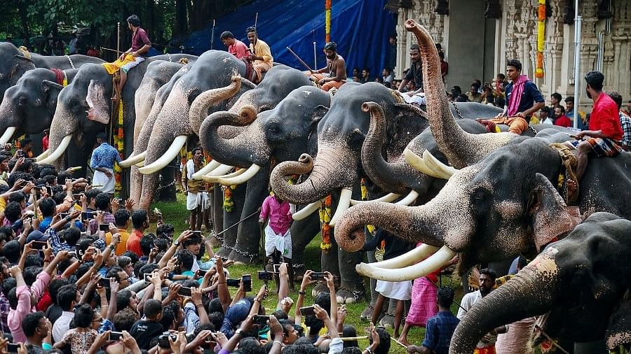 <div class="paragraphs"><p>Captive elephants at a religious event. Representative image.</p></div>