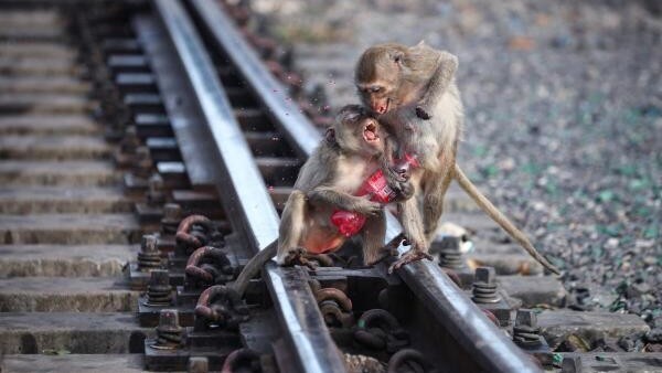 <div class="paragraphs"><p>Long-tailed macaques fight for food during the annual Monkey Festival, before officials started capturing monkeys.</p></div>