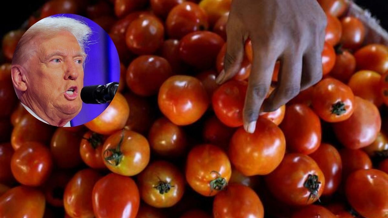 <div class="paragraphs"><p>Let authorities deal with tomatoes first. Trump and his tariffs can wait.</p></div>