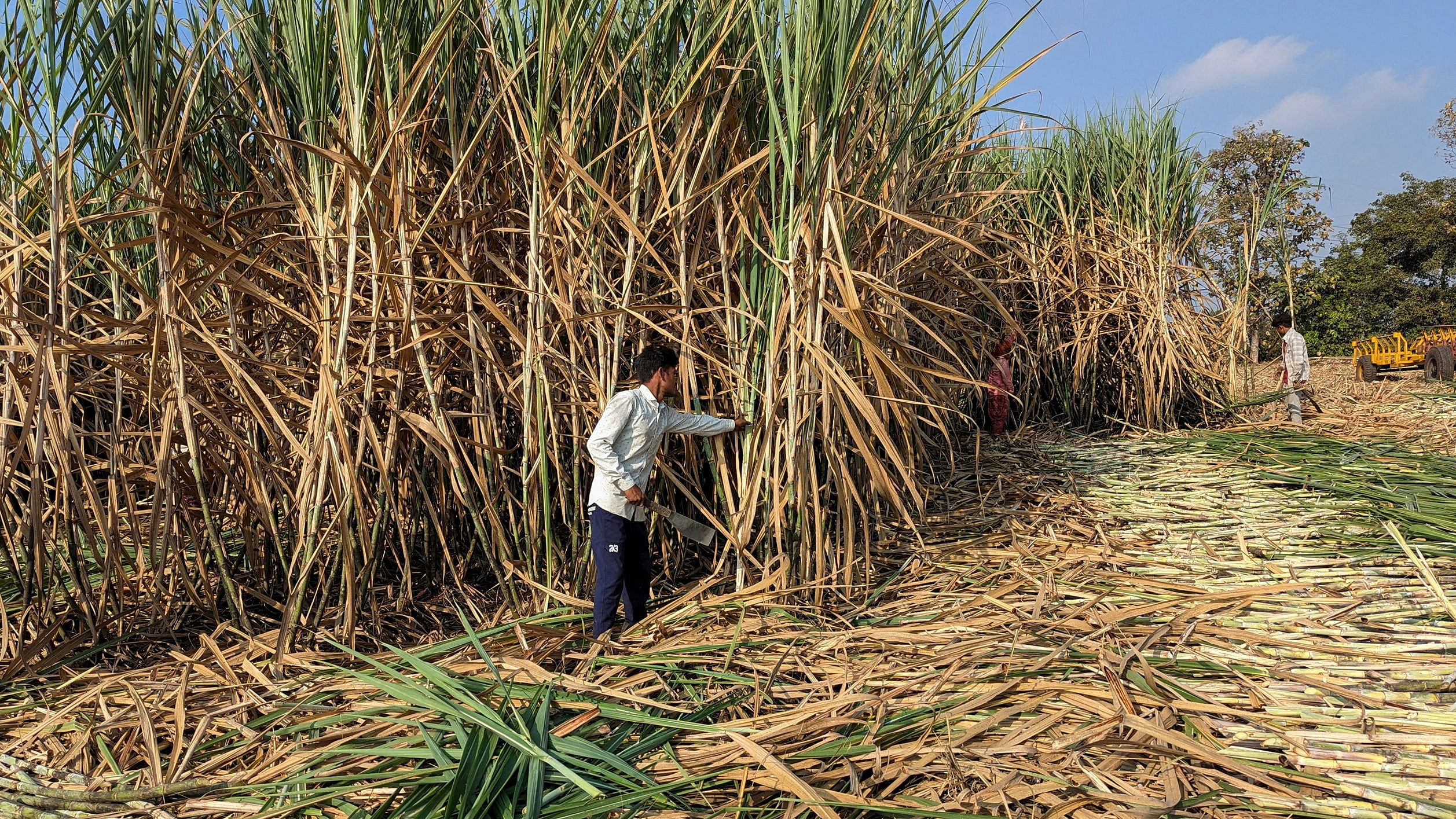 <div class="paragraphs"><p>Workers harvest sugarcane in Kolhapur district in the western state of Maharashtra, India.</p></div>