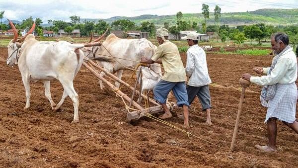 <div class="paragraphs"><p>Farmers plough their field as they sow soyabean at a field in Ghogaon village near Karad</p></div>