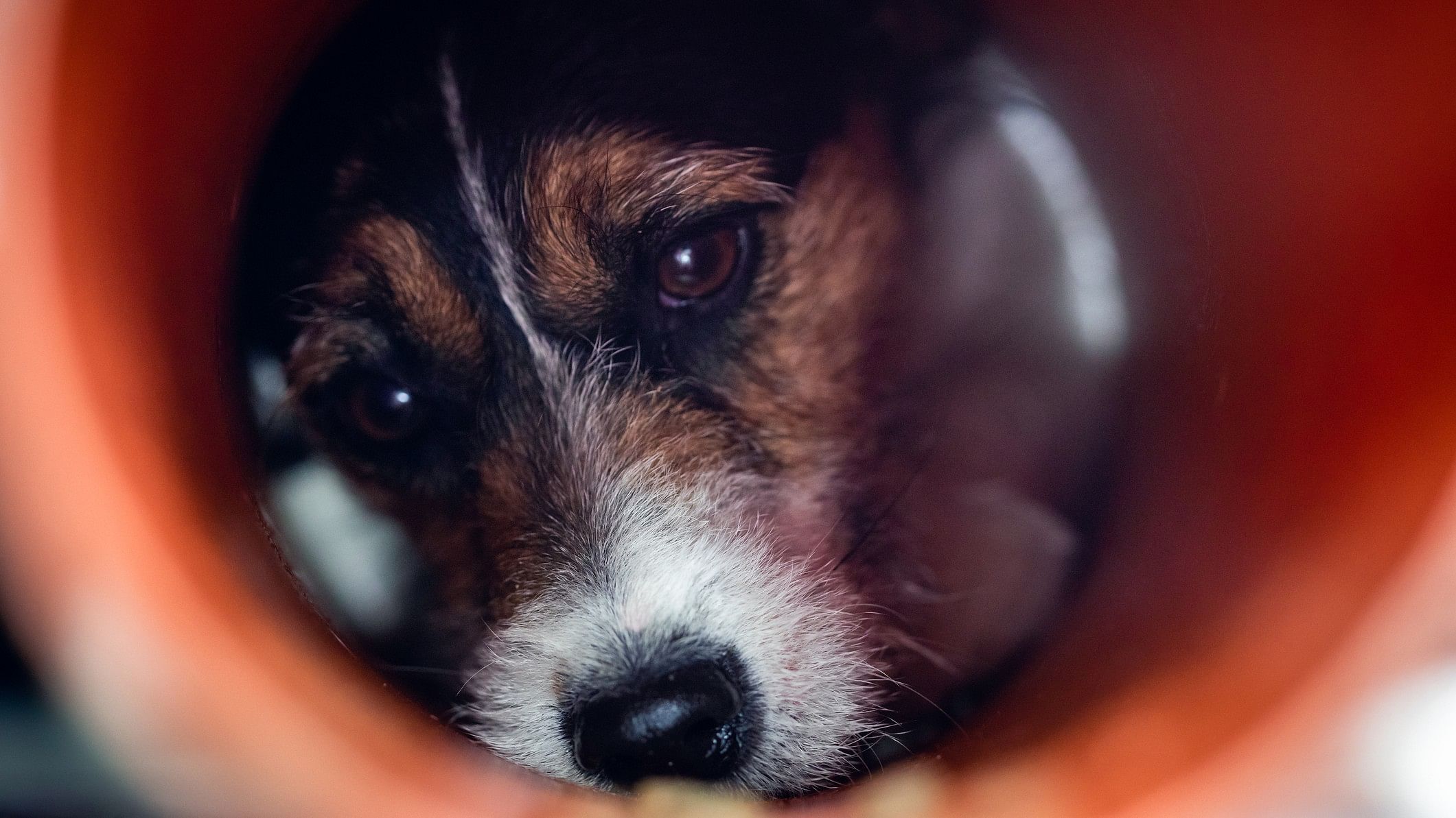 <div class="paragraphs"><p>Representative image showing a dog&nbsp;with head stuck in jar</p></div>